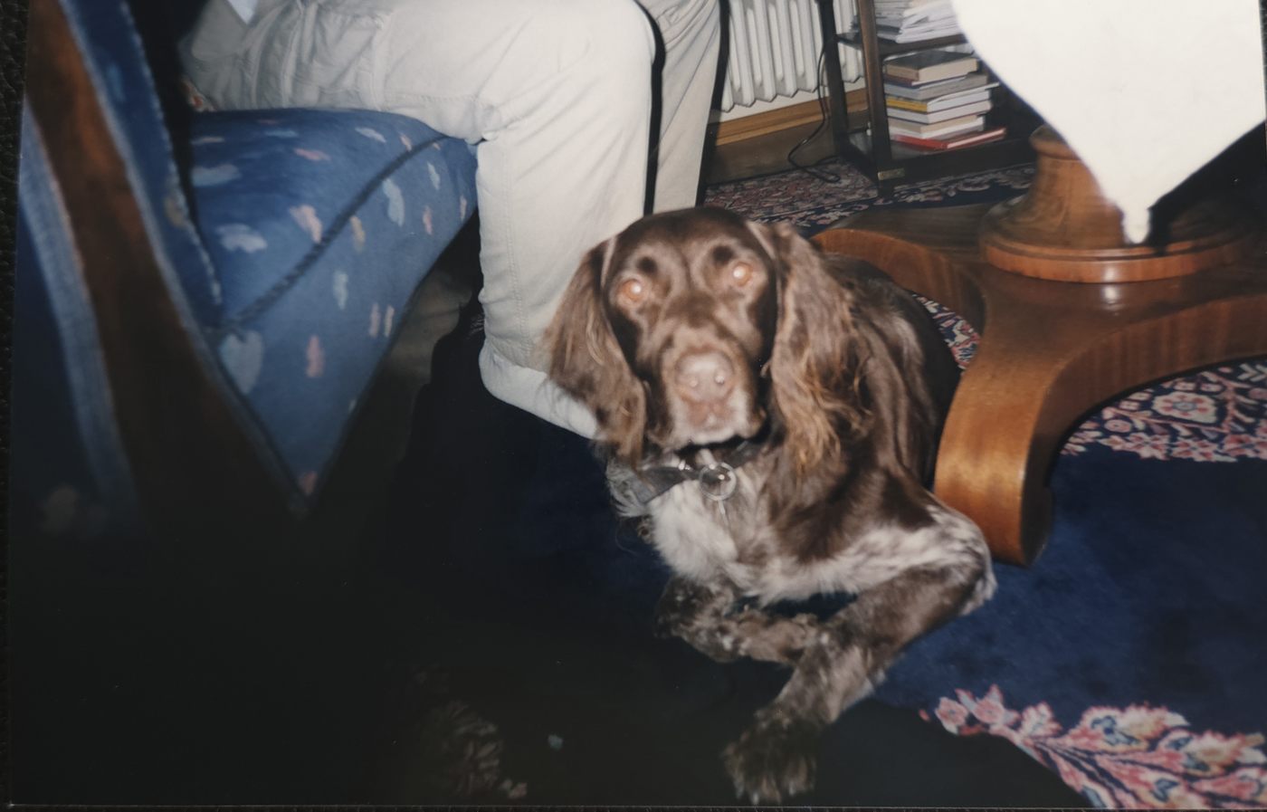 Desi the Dog