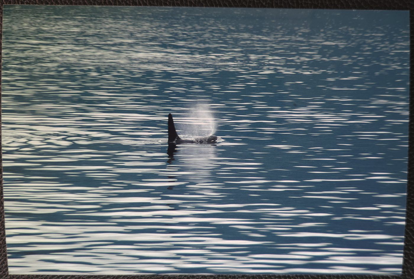 orca